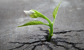 a plant growing out of a crack in the asphalt