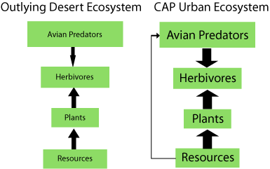 trophic chart: Outlying Desert Ecosystems. Cap Urban Ecosystem