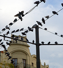Birds on telephone pole