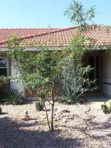 Mesa. Mesquite. Doing well but probably in need of some pruning!