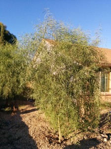 Peoria. Willow Acacia. Tree planted one year ago and doing exceptionally well.