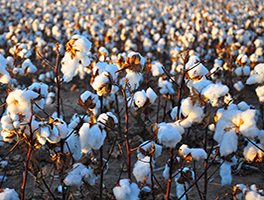 cotton policy Brief