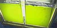 ASU&rsquo;s Laboratory for Algae Research 
