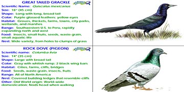 Bird Identification Cards