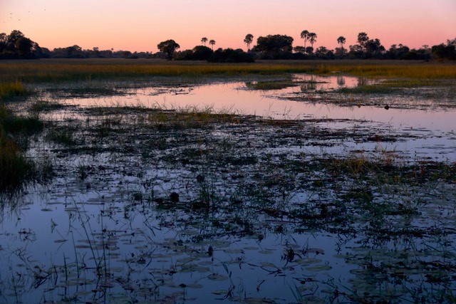 Picture of a freshwater marsh in Botswana