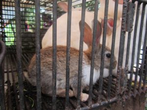 Rabbits supplied as a food supply