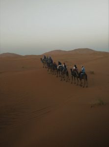 Morocco_camels
