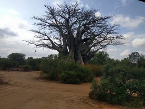 South Africa_Baobab small