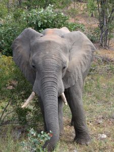 South Africa_Elephant small