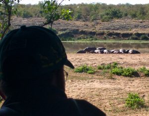 South Africa_Hippos small