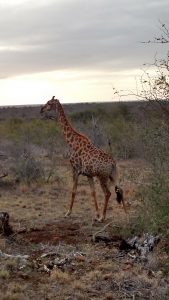 South Africa_giraffe small