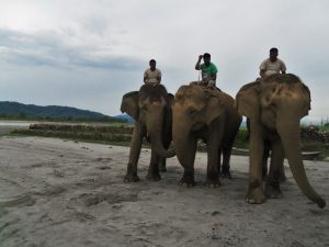 Nepal_Rachel H_elephants3