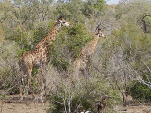 south-africa_giraffes