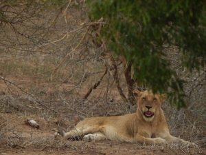 south-africa_lions-2