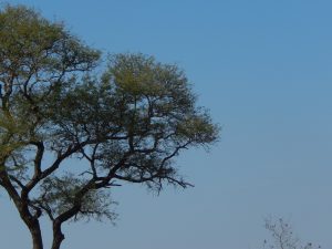 south-africa_tree