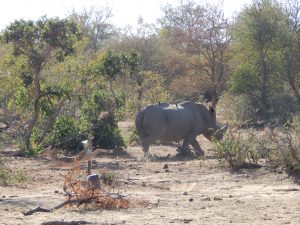 south-africa_rhino