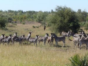 south-africa_zebra