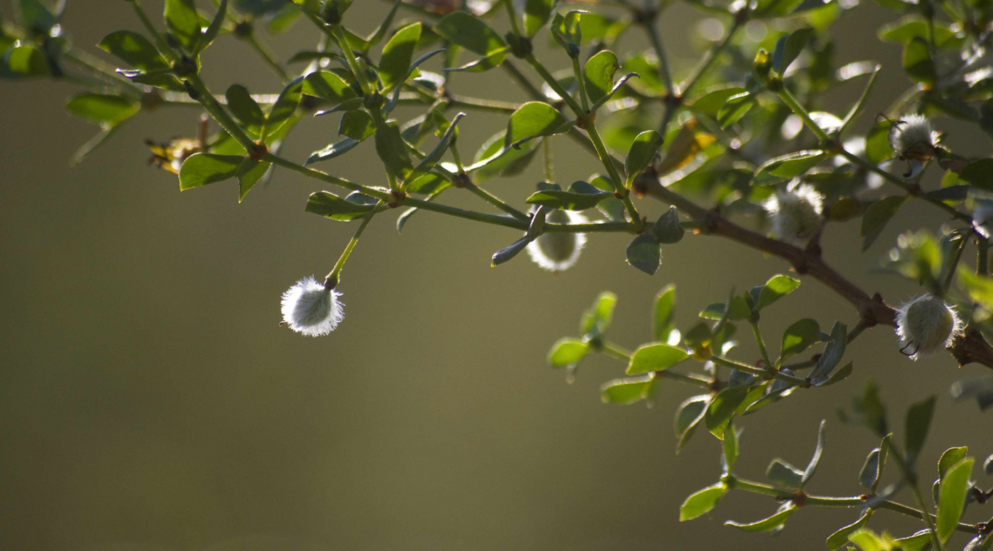 Plant with white hair pods on its branches