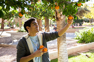 Student harvesting oranges at ASU