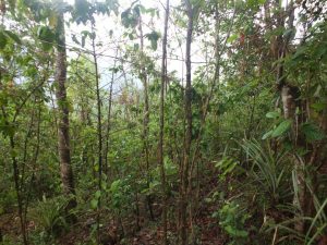 Agroforestry, it may look like any normal forest, but there are pineapples, coffee beans, peanuts and much more growing in here. 