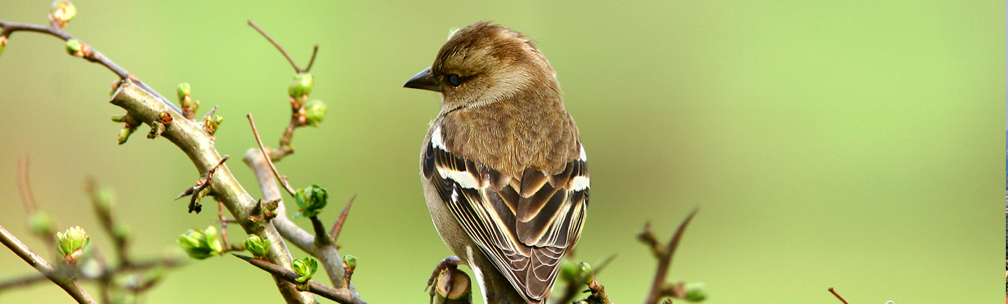 Urbanization Effects on Native Bird Populations